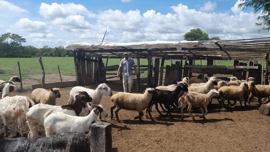 Un campesino en un corral de cabras en Chaco, la tierra es seca, hay cielo en el fondo.